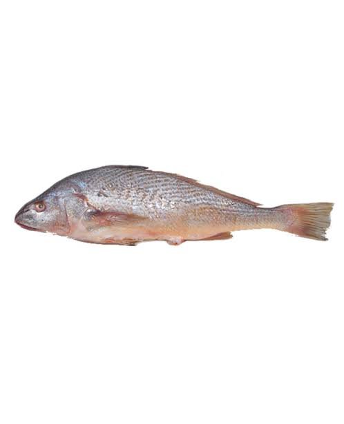 croaker-fish-price_1759281540