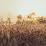 Peshwa Wheat IPO
