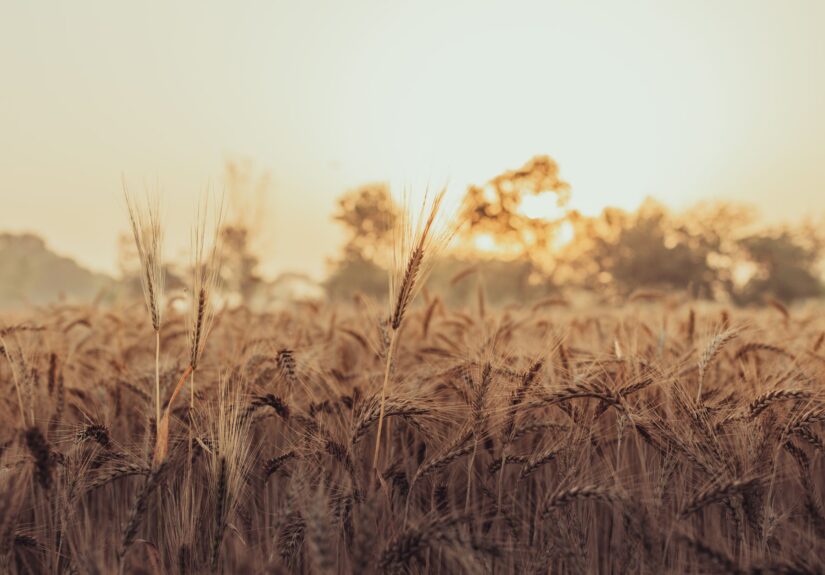 Peshwa Wheat IPO