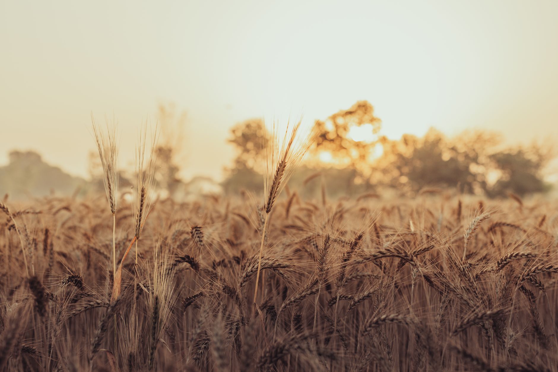 Peshwa Wheat IPO